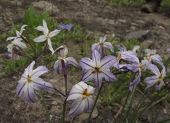 Leucocoryne appendiculata