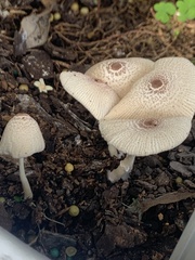 Leucocoprinus ianthinus