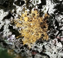 Teloschistes exilis