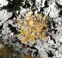 Teloschistes exilis
