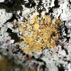 Teloschistes exilis