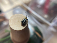 Acalymma trivittatum