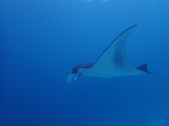 Mobula alfredi