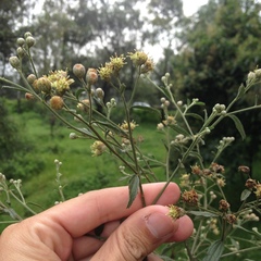 Baccharis multiflora