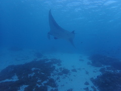 Mobula alfredi