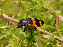 Castiarina bremei