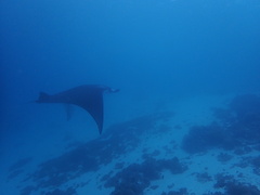 Mobula alfredi