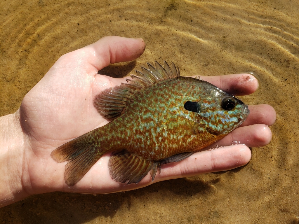 Plains Longear Sunfish × Bluegill