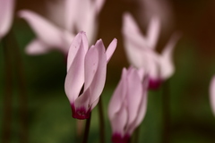 Cyclamen persicum