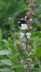 Bombus brasiliensis