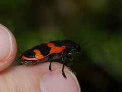 Castiarina bremei