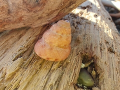 Calliostoma gloriosum