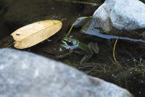 Rio Chipillico frog, Lithobates bwana