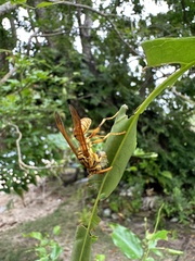 Polistes olivaceus