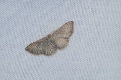 Idaea costiguttata