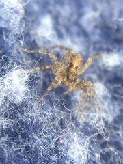Pardosa milvina