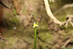 Tricoryne anceps