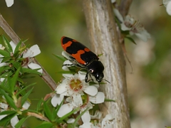 Castiarina bremei
