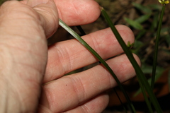 Tricoryne anceps