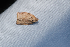 Adoxophyes privatana