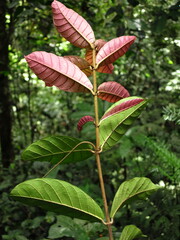 Dictyophleba