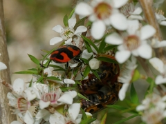 Castiarina bremei