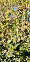 Ceanothus tomentosus