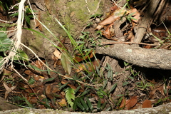 Tricoryne anceps