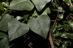 Echinostephia aculeata