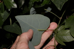 Echinostephia aculeata