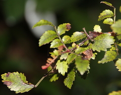 Pterophylla sylvicola