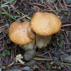 Suillus lakei