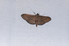 Filodes fulvidorsalis