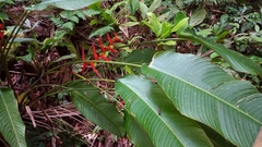 Heliconiaceae