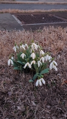 Galanthus