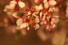 Prunus amygdalus