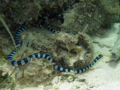 Laticauda laticaudata