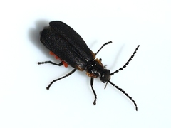 Polemius laticornis