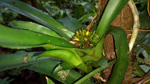 Canistropsis burchellii, photograph 3