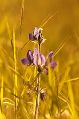 Lupinus pilosus