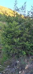 Cupressus forbesii