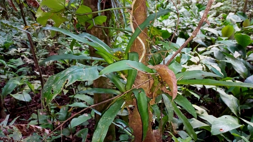 Canistropsis burchellii, photograph 4