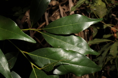 Cryptocarya macdonaldii