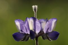 Lupinus pilosus