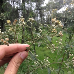 Baccharis multiflora