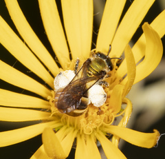 Neocorynura