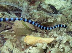 Laticauda laticaudata