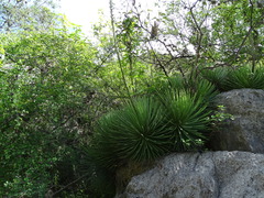 Asparagaceae