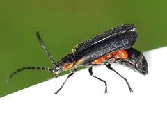Parasitengona