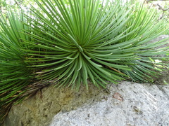 Asparagaceae
